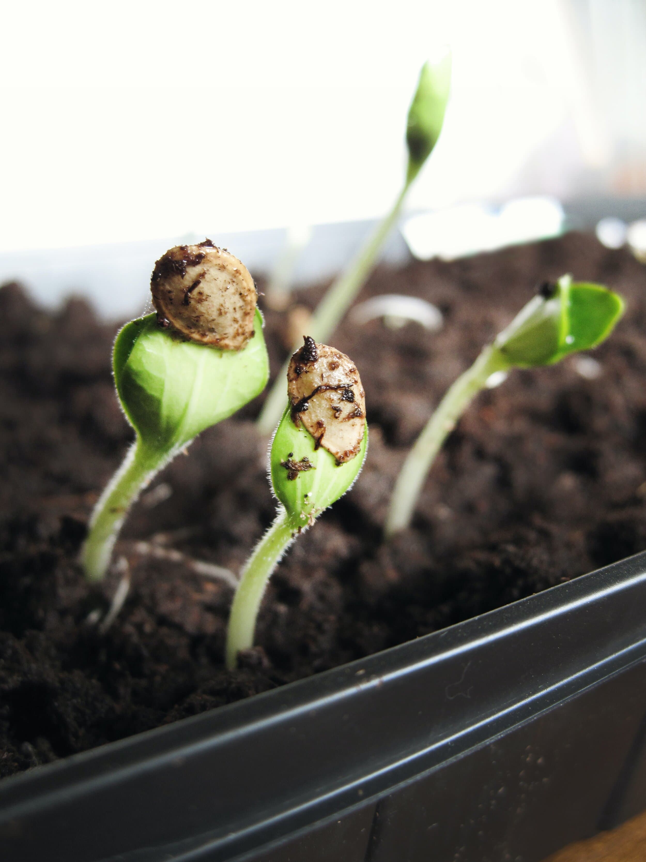 Seedlings